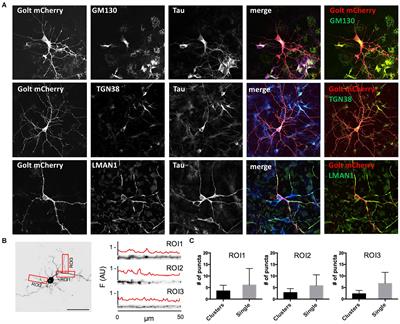 Amyloid-β Impairs Dendritic Trafficking of Golgi-Like Organelles in the Early Phase Preceding Neurite Atrophy: Rescue by Mirtazapine